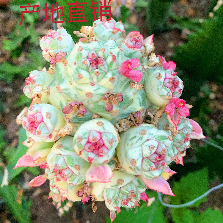 将军阁白锦 创意变异仙人柱大戟科开花多肉植物小盆栽 沙生好养肉