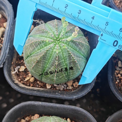 自根欧系布纹球大单头
