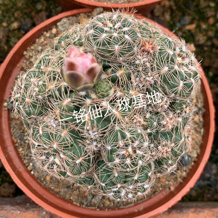 樱花罗星丸群生多头会开花仙人球裸萼属 桌面防辐射多肉植物盆栽