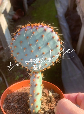 圣丽塔仙人掌耐旱紫色网红品种稀有贵货紫气东来全店满二十八包邮