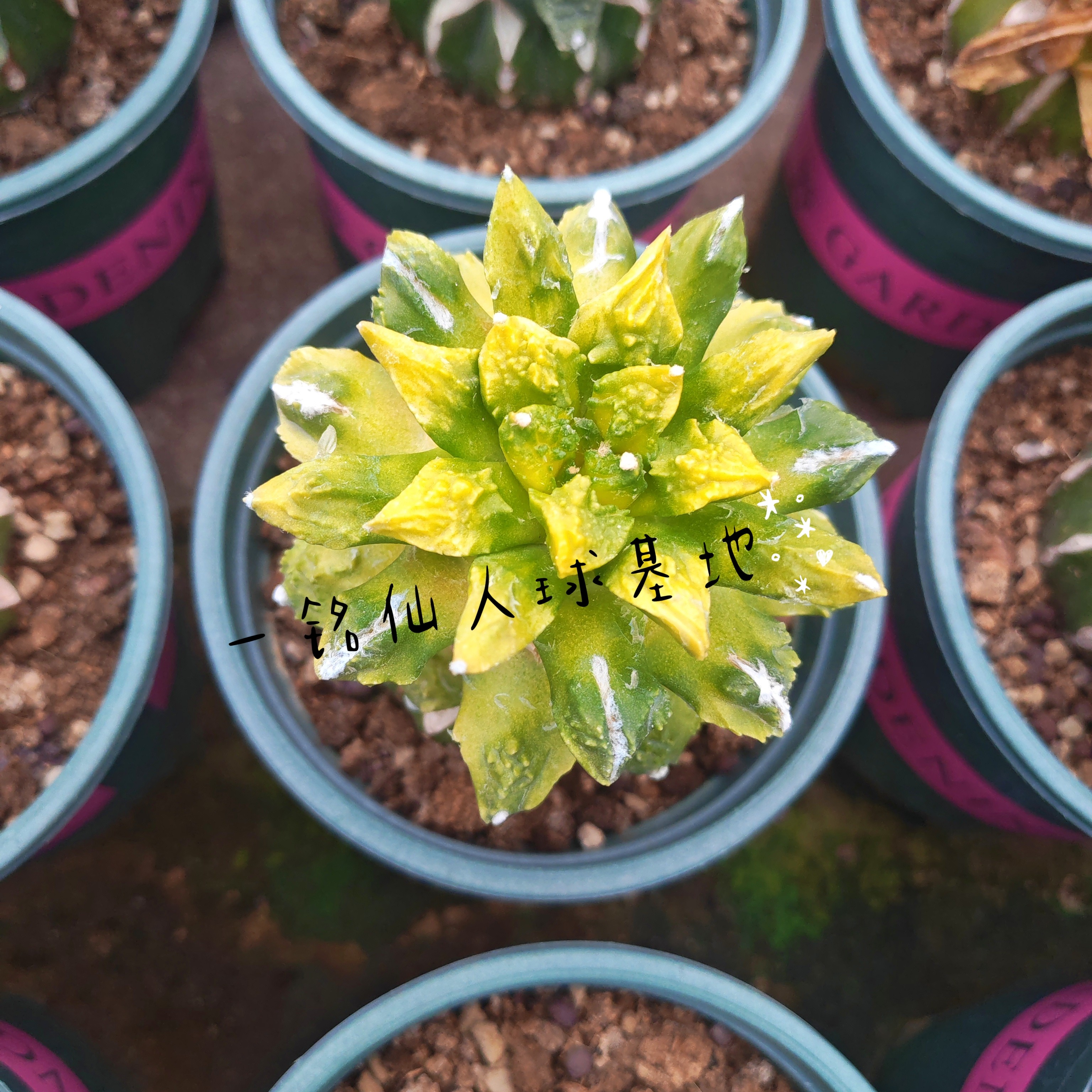 菜花牡丹锦7cm苗接草球实拍图可挑脱土发货