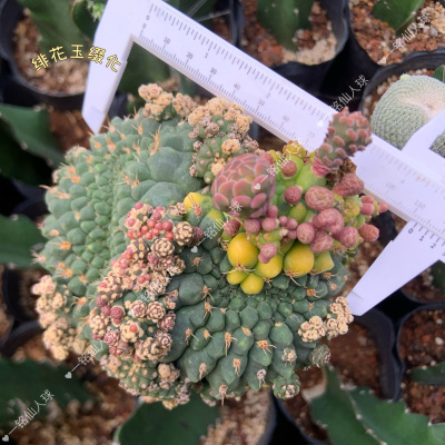 绯花玉石化缀化锦嫁接带柱开花仙人球室内花卉防辐射桌面多肉植物