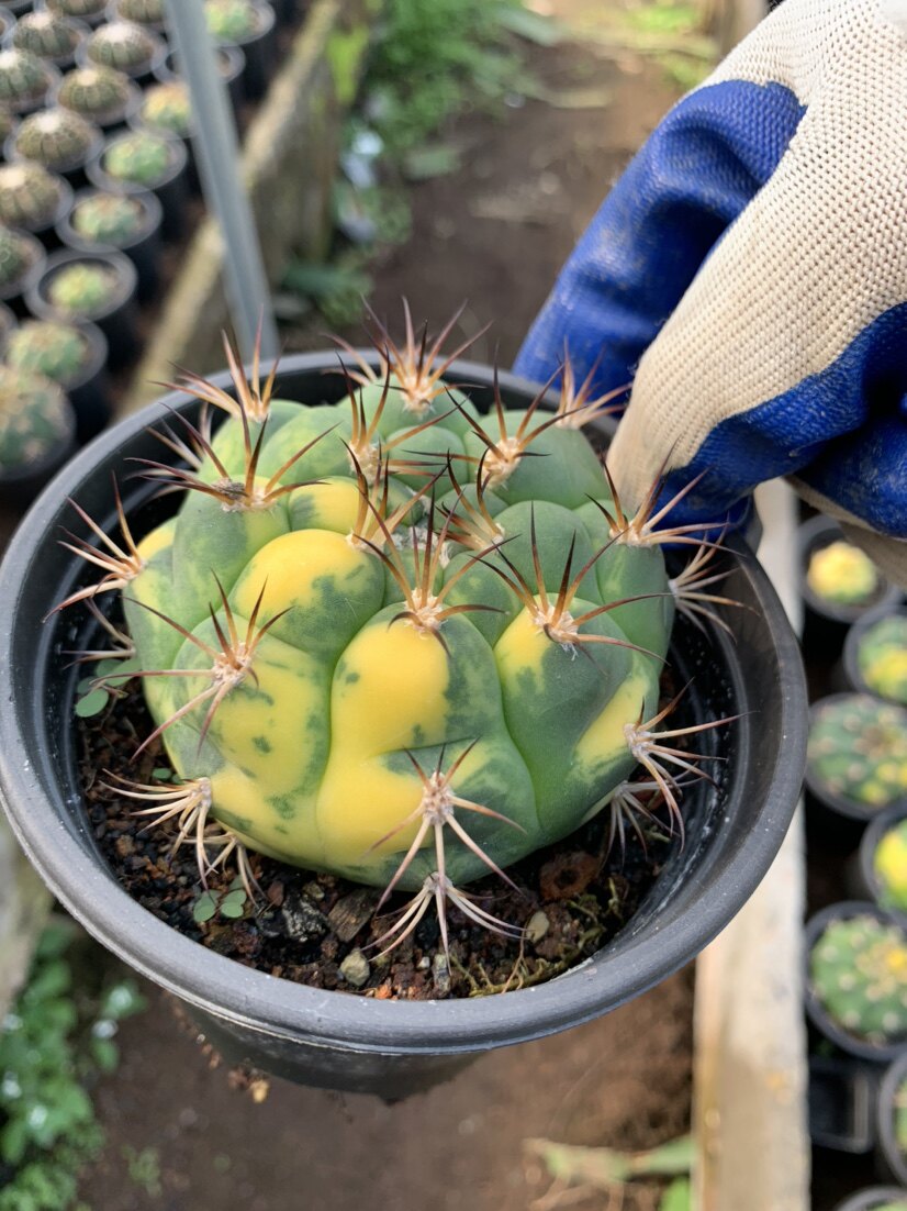 实生新天地锦 大型仙人球开花硬刺多肉植物仙人掌创意防辐射盆栽