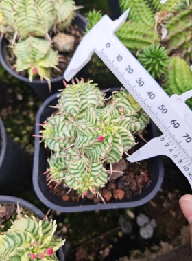 魁伟玉锦大戟 斑马大戟锦 大戟科多肉植物沙生植物精品控养潮流