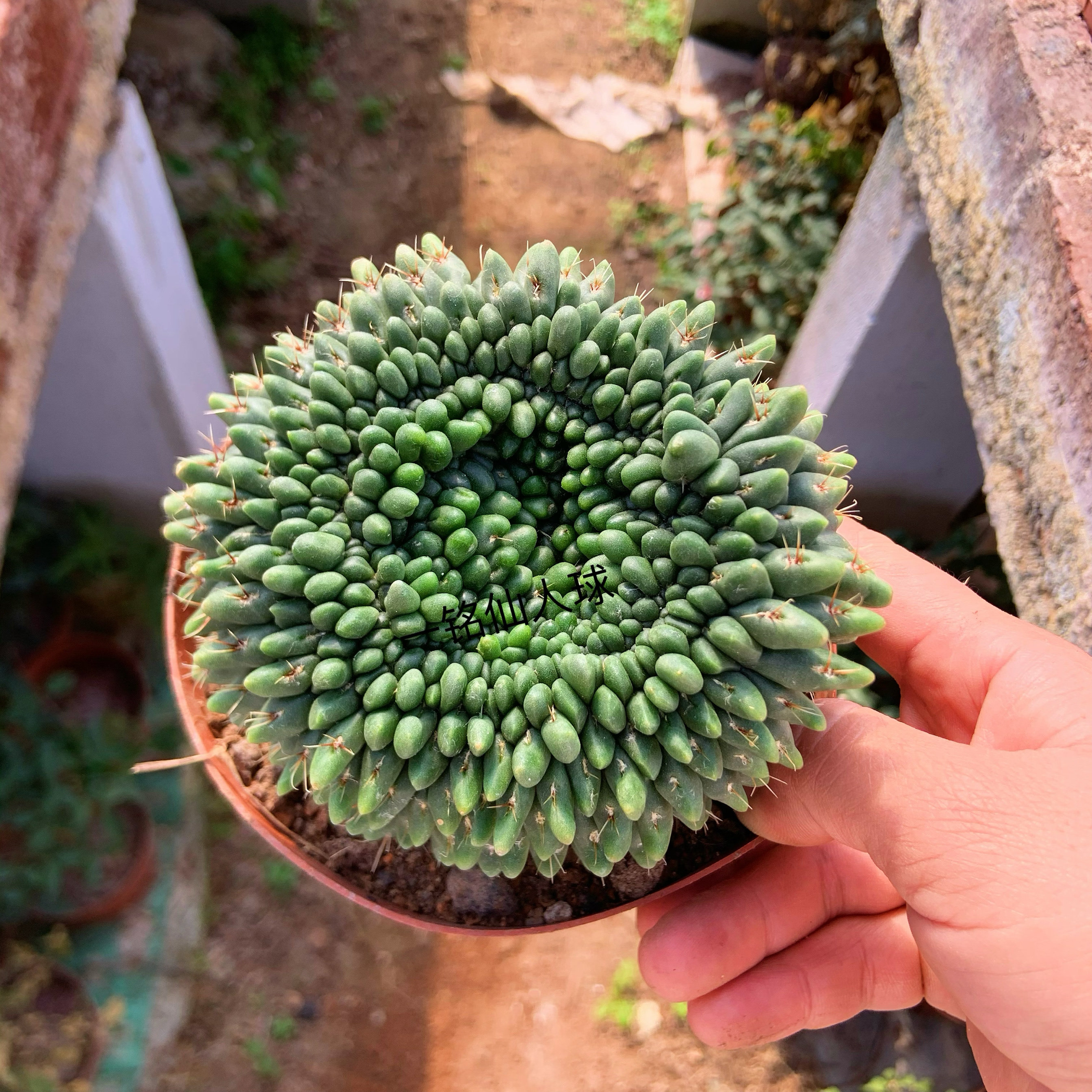 绯花玉缀化仙人球11cm不带刺多肉植物落地根室内防辐射花卉绿植图片