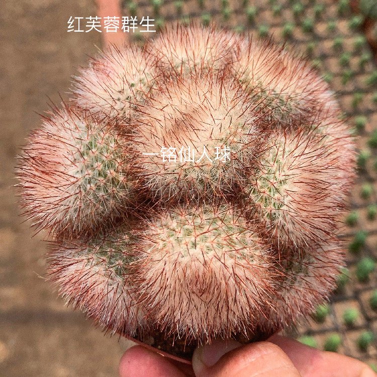 白芙蓉 红芙蓉群生  仙人球室内吸甲醛多肉植物办公桌电脑防辐射