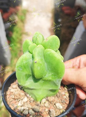 上帝阁石化仙人柱裸根不带土奇趣多肉植物仙人掌科办公室阳台盆栽