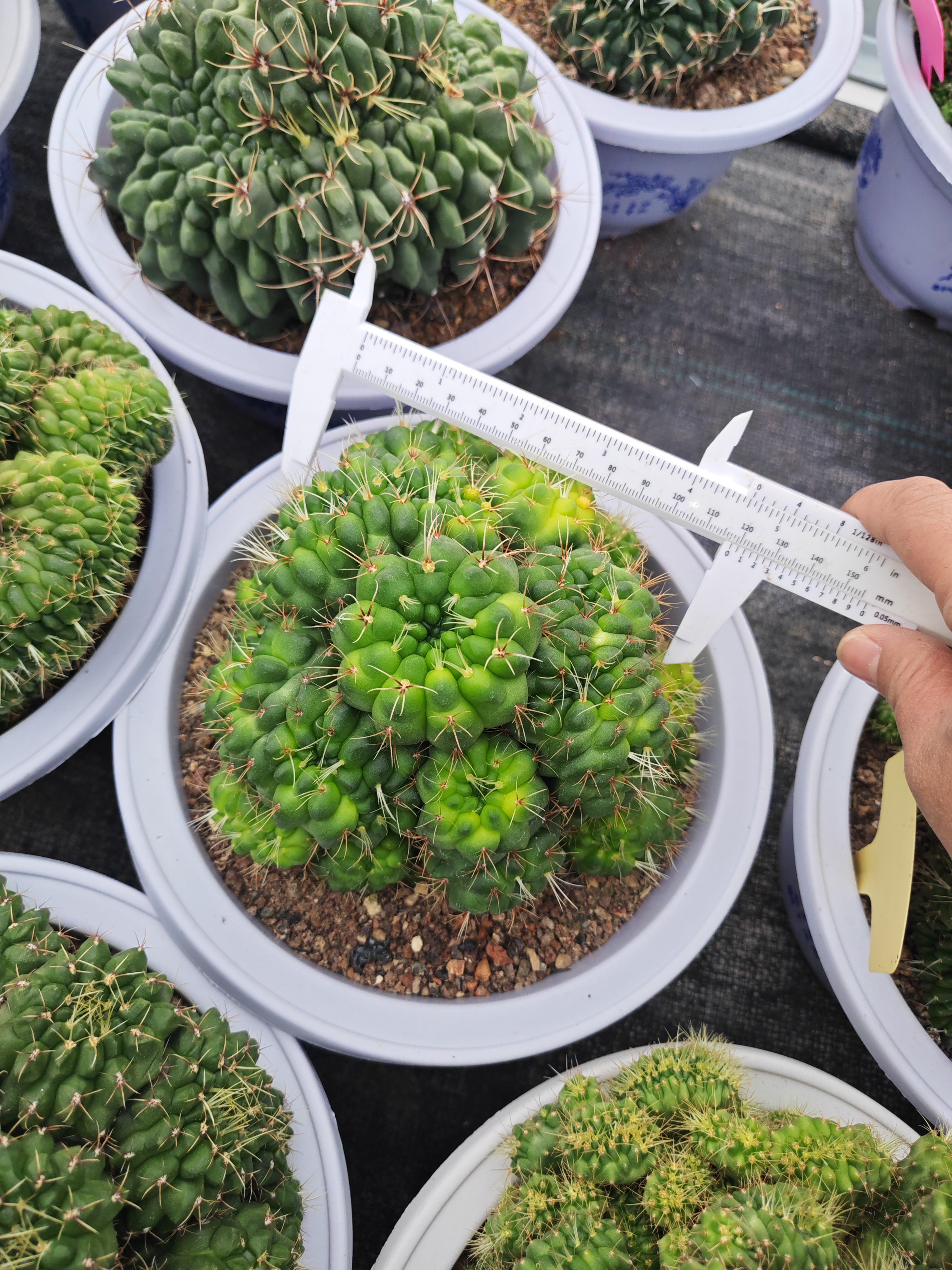 实生绯花玉缀化仙人球好养仙人掌多肉阳台庭院观赏小盆图片