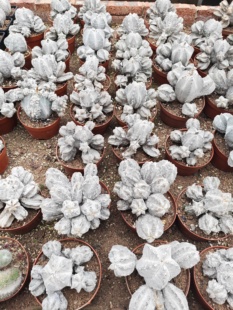 实拍恩冢鸾凤玉多肉落地根多肉植物多肉植物办公室桌面绿植花卉