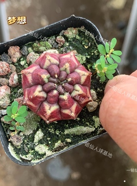 梦想Day dream 紫色无刺牡丹裸萼球属仙人球开花多肉植物室内盆栽