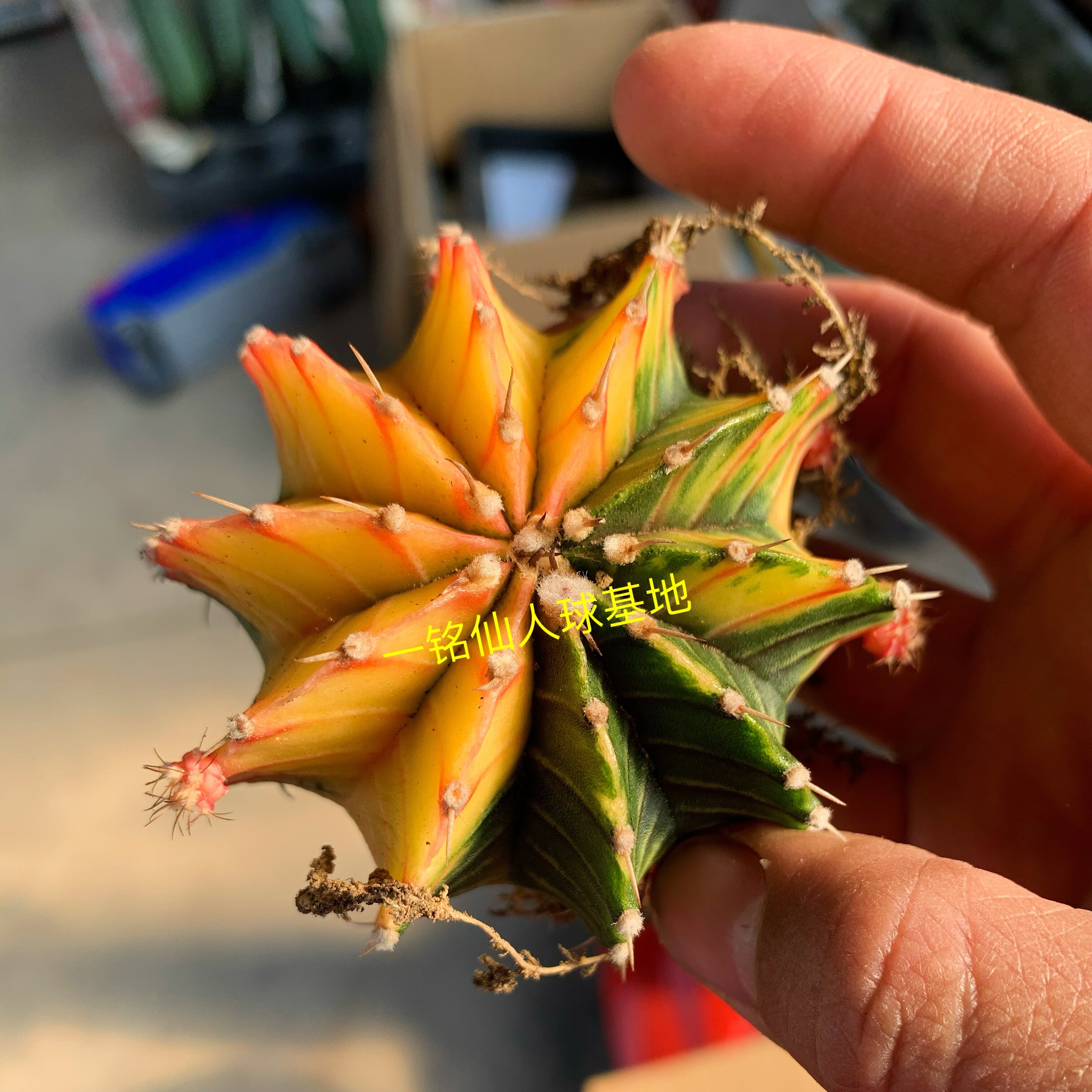 米哈仙人球多肉植物小盆栽室内肋骨牡丹锦绯牡丹锦实生