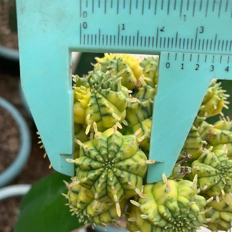 布纹球锦 梵天锦 一代侧芽嫁接 母本日系进口 大戟科多肉植物多肉