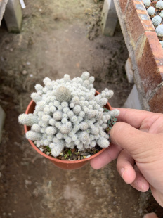 松球属 小型孤雁丸 Escobaria sneedii 洁白球体 仙人球 多肉窗台