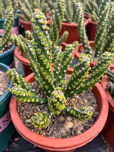 无刺霸王鞭龙骨大戟科防辐射吸甲醛客厅室内阳台花卉大型盆栽多肉