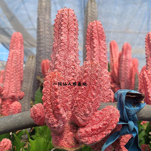 大戟科稀有品种多肉植物