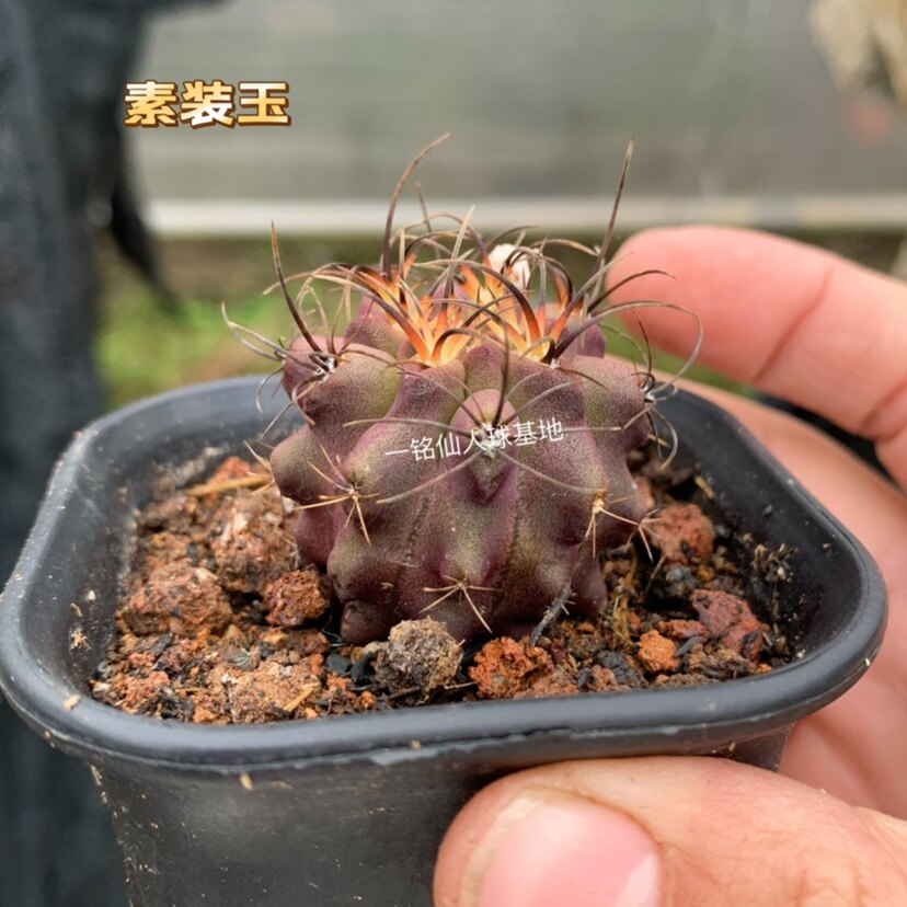 紫皮素妆玉实生仙人球稀有紫黑刺智利球属仙人掌多肉开花美观好养