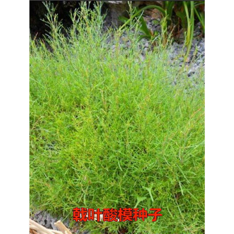 戟叶酸模种子 茎多分枝 老技木质 叶簇生 生长海拔高或沟谷种籽