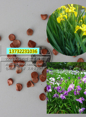 地被花卉种子 水生黄花鸢尾 黄菖蒲种子 黄色蝴蝶兰 水陆两栖植物