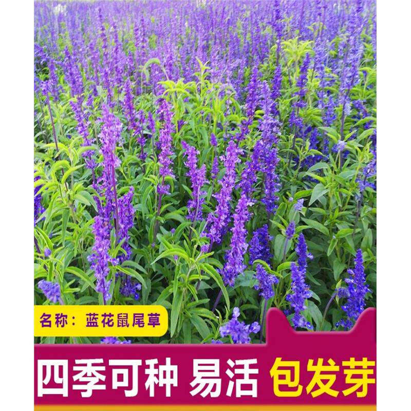 多年生蓝花鼠尾草种子一串蓝冬季耐寒室外庭院花海草花卉种子