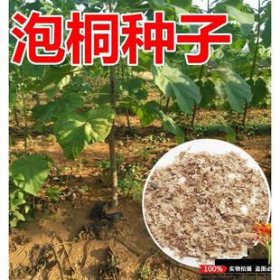 泡桐树种子轻型木质木材树木白花大果泡桐空桐树工程绿化新采种籽