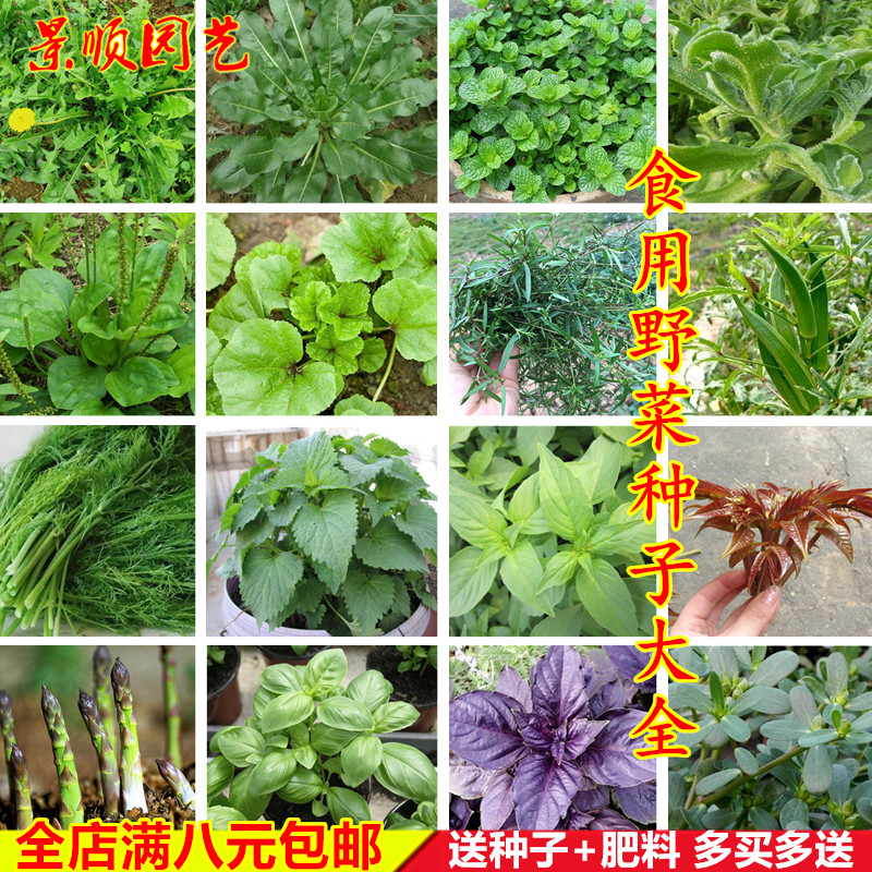 野菜种子大全一点红西洋菜薄荷藿香益...