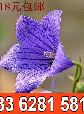 桔梗种子蓝色 包袱花籽 春播阳台种植盆栽铃铛花种子