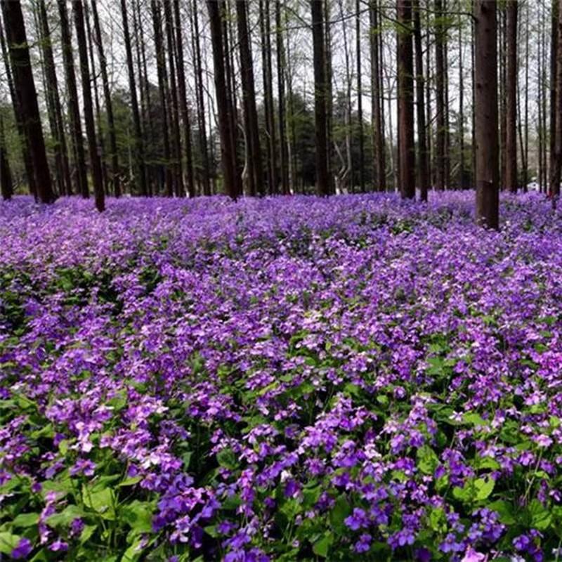 二月兰花四季花卉不断生宿根