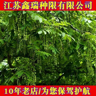 枫杨种子 白杨大叶柳大叶头杨树水麻柳枰柳树 蜈蚣柳枫杨树种籽