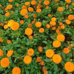 硫华菊花籽冬天室外耐寒花种景观黄秋英庭院阳台盆栽黄波斯菊花卉