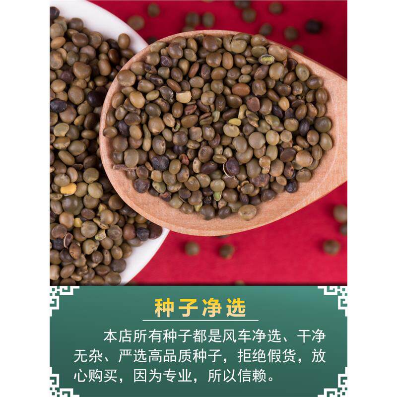 红皮甘草种子野生材甘草种籽春产地新疆内蒙四季种植苗孑