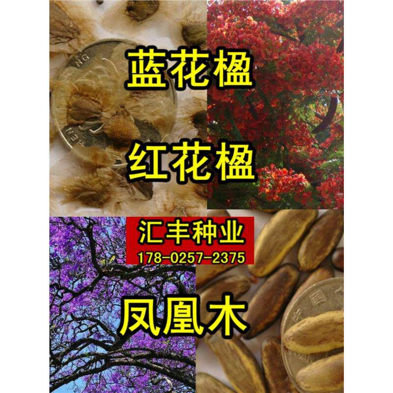 金丝楠木种子小叶紫檀白檀黄檀桢楠蓝花楹红花楹凤凰木黄花梨树种