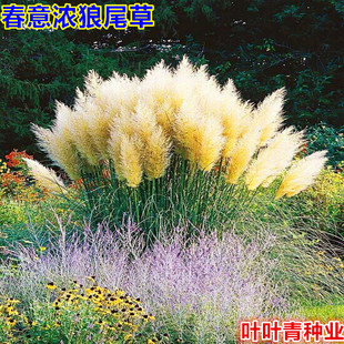 护坡观赏狼尾草种子狗尾巴草种子 美观四季易种花卉芮草种子