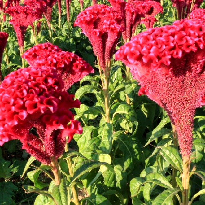 鸡冠花种子凤尾观赏春播花籽阳台庭院盆栽易四季播种
