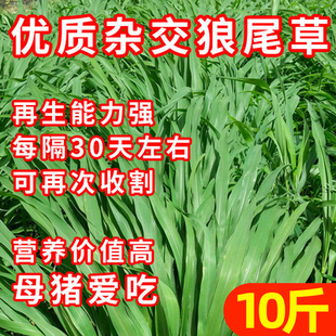 御谷杂交狼尾草种子牧草种籽高产猪养殖耐旱喂鱼牛羊猪草籽象草科