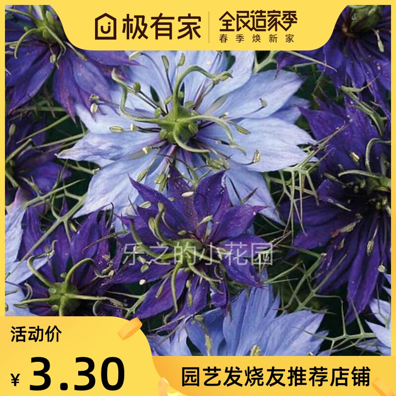 英国tm黑种草种子波斯宝石系列10粒 盆栽花镜切花春秋播种