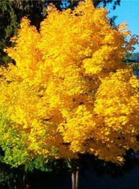 红枫种子黄金枫树种子 挪威黄金枫 黄色鸡爪槭普林斯顿金黄金枫苗