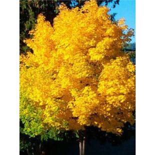 红枫种子黄金枫树种子 挪威黄金枫 黄色鸡爪槭普林斯顿金黄金枫苗