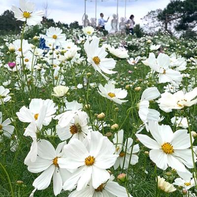 白色波斯菊种子格桑花种籽子