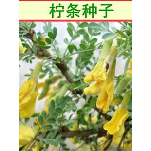 拧条种子柠条锦鸡儿种子毛条白柠条种子护坡固沙牧草种子