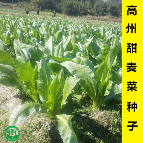 秋季正宗高州正宗高州甜唛
