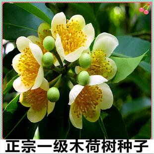 林木种子 木荷种子 木荷树种 荷木 荷树种子 花木种子 木艾树种子