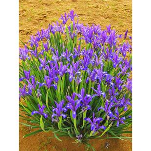 马莲种子 马兰花种子 马连多年生耐寒耐水耐涝水边花卉可水生