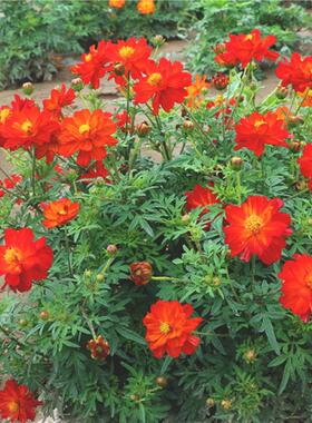 红色硫华菊种子混色硫化菊花种子四季种易活室外景观花海庭院种子