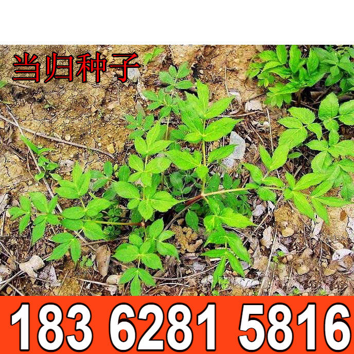 材种子批 发 当归种子 当归籽 中草药种子 药材籽种
