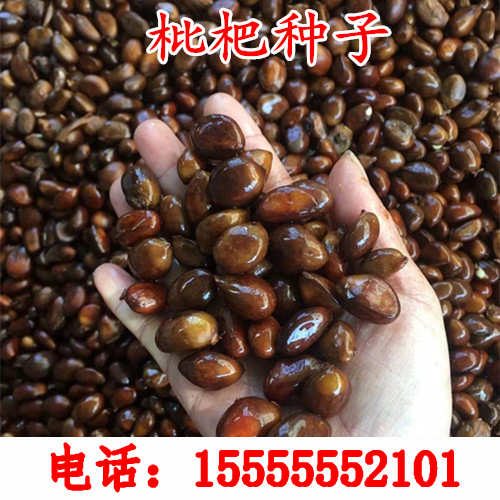 当年新采收枇杷 枇杷种子 枇杷树种子 琵琶种子可嫁果树林木种子