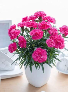 重瓣大花康乃馨种子粉色绿色花籽四季混色盆栽花种籽七彩阳台种孑