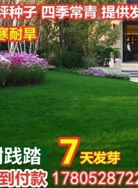 优质籽垂穗披碱草种子四季种养牛草碱草老芒麦种子 量大从优