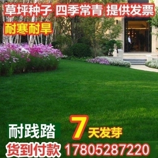 优质籽垂穗披碱草种子四季种养牛草碱草老芒麦种子 量大从优