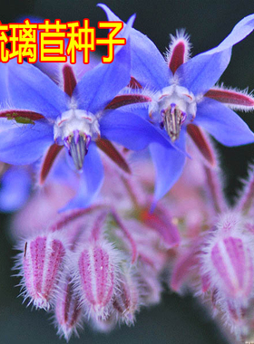 阳台庭院香草植物种子 琉璃苣种子 蓝色琉璃花 芳香花卉可食用