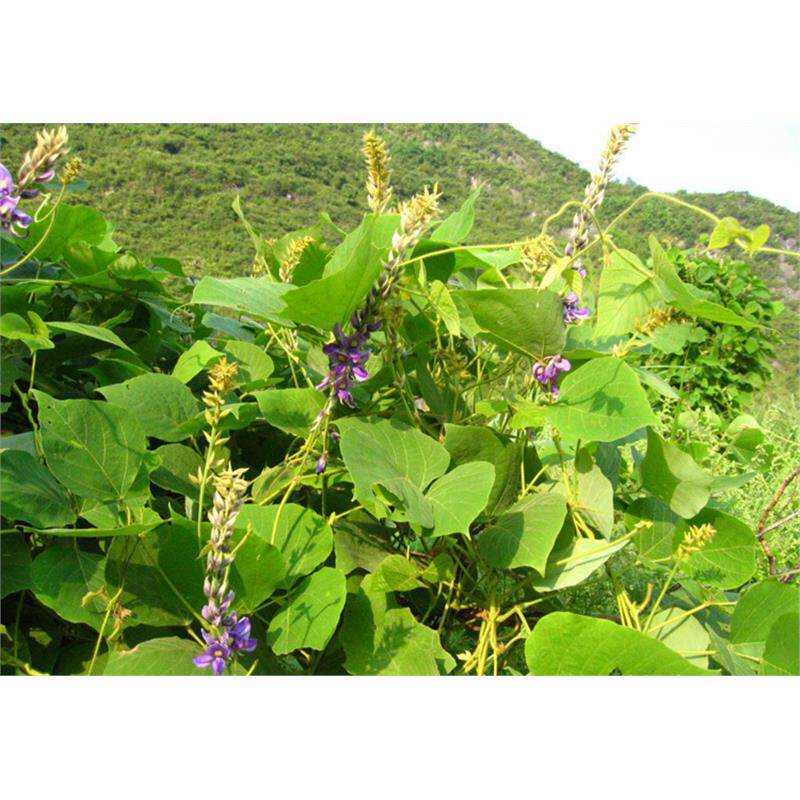 葛藤种子护坡种籽百花银背藤野葛根边坡绿化藤本植物沙土巩固爬藤